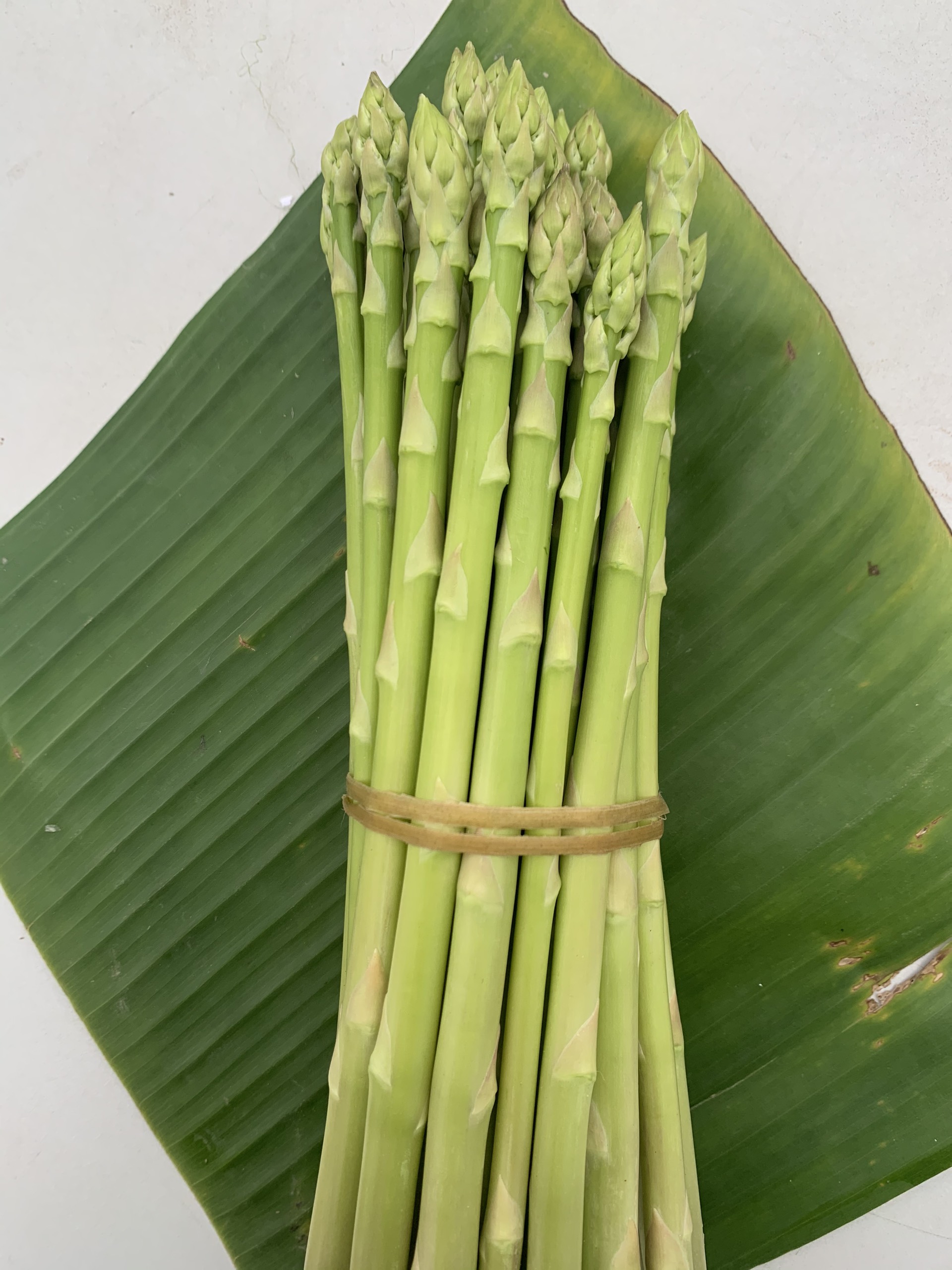 Hạt giống măng tây Sunlim - Limgroup - Hà Lan