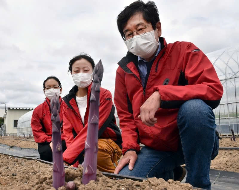 Hạt giống măng tây tím Nhật Bản