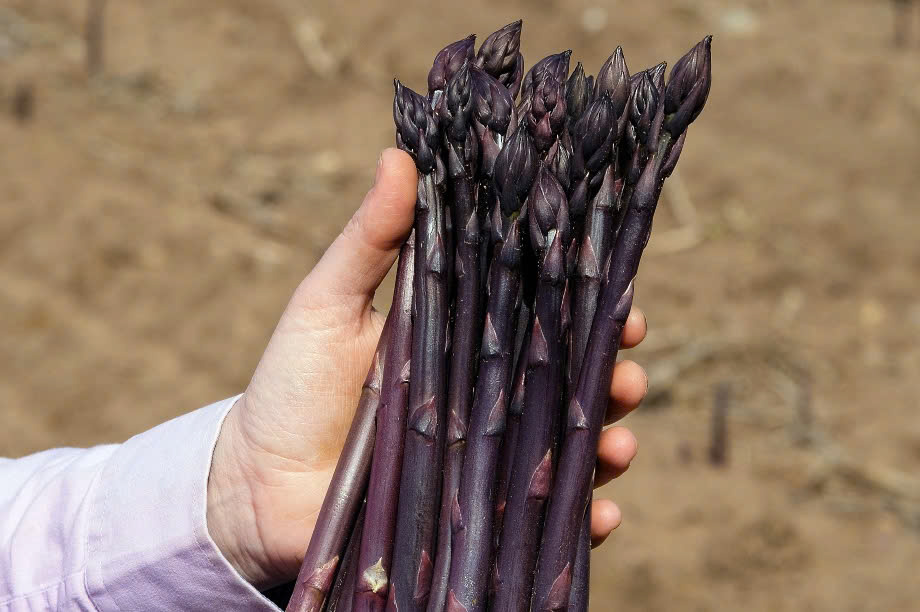 Cây giống măng tây tím - Giống Nhật Bản
