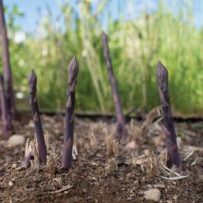 Cây giống măng tây tím - Giống Nhật Bản