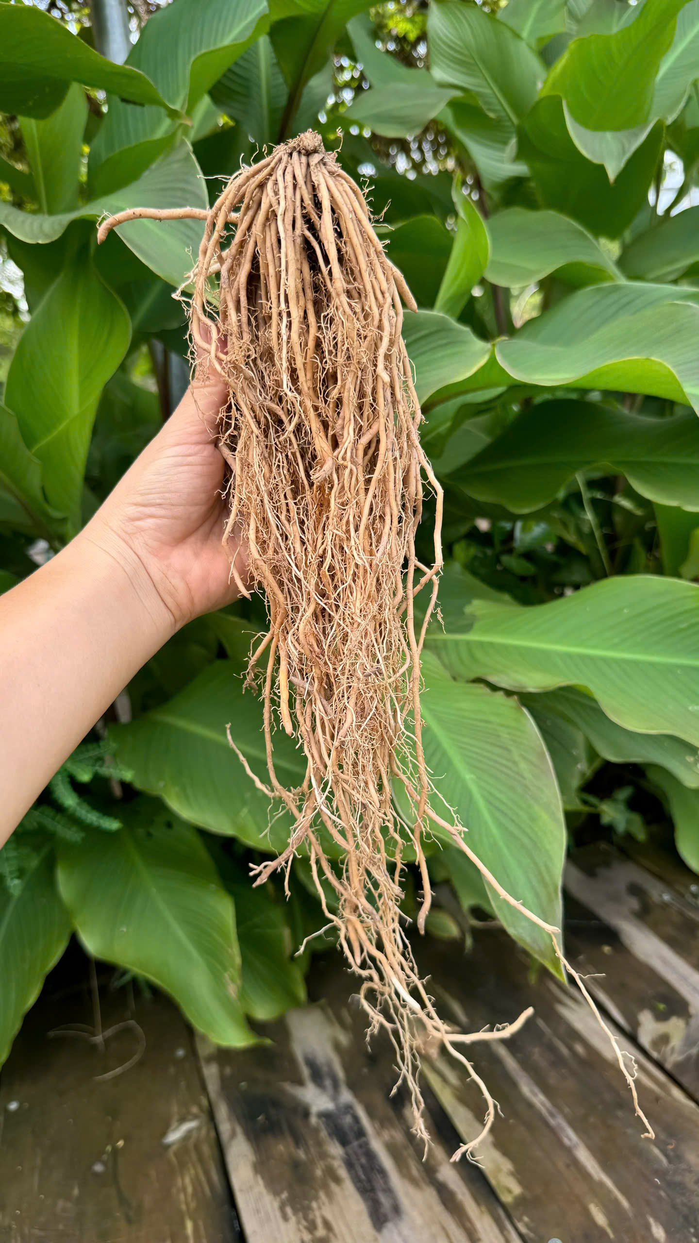 Gốc cây măng tây Nhật Bản