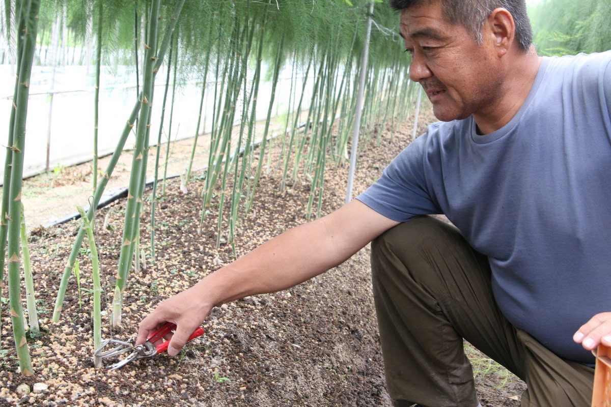 Hạt giống măng tây xanh Nhật Bản