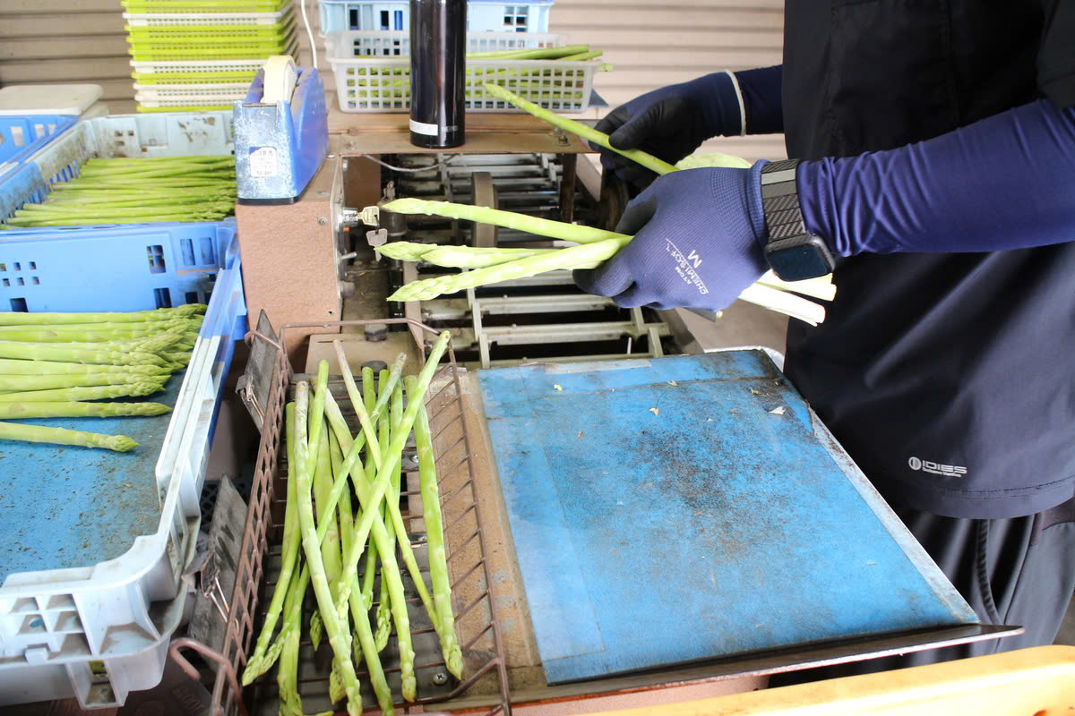 Hạt giống măng tây xanh Nhật Bản