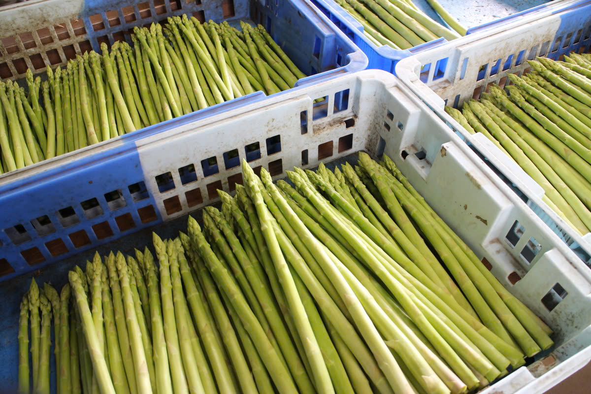 Hạt giống măng tây xanh Nhật Bản