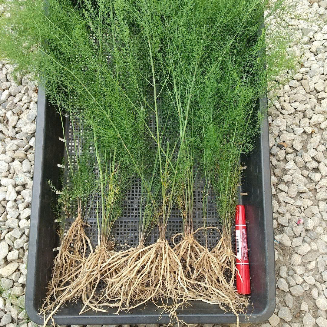 Cây giống măng tây xanh - Giống Nhật Bản