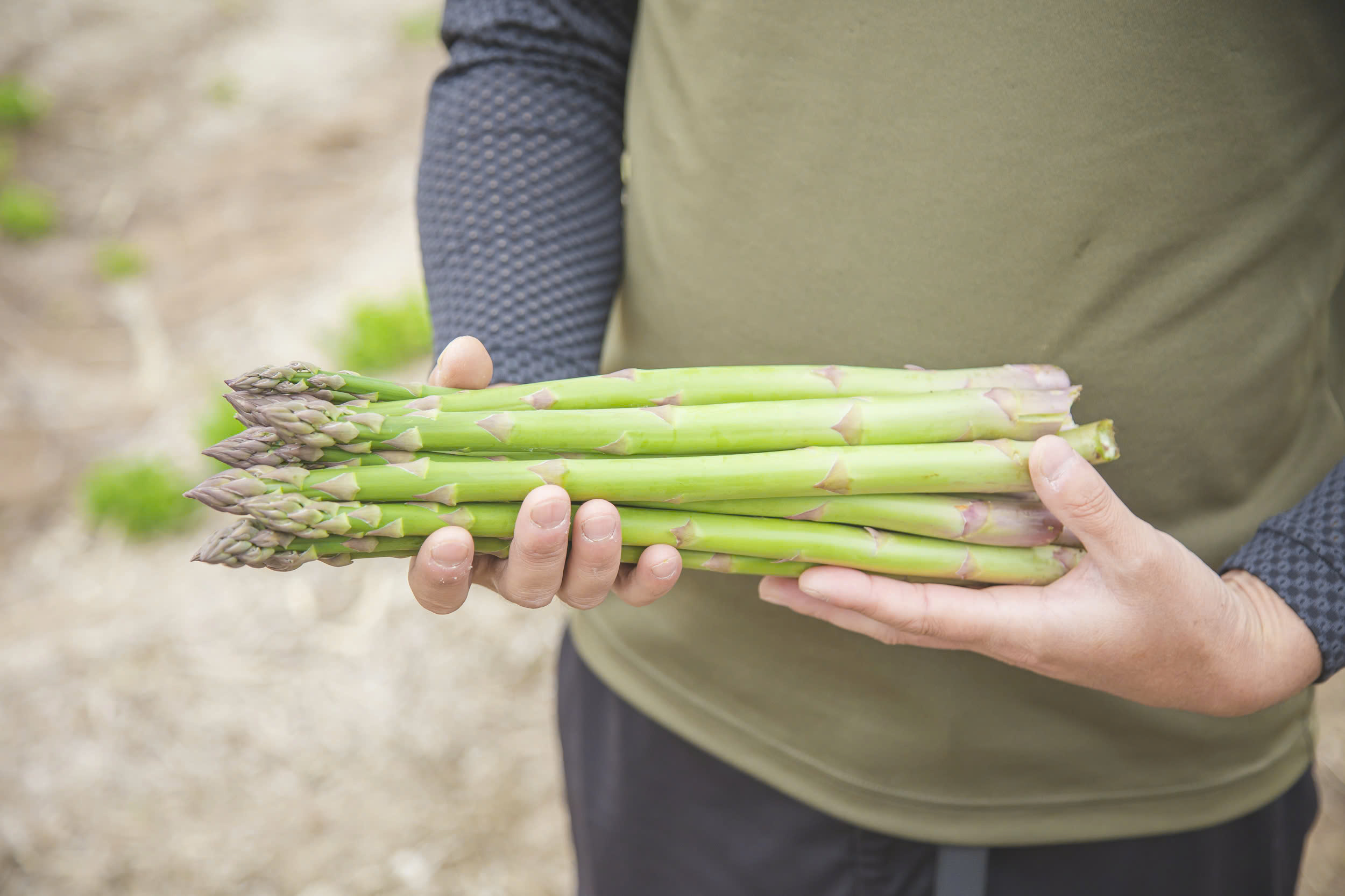 Hạt giống măng tây xanh Nhật Bản