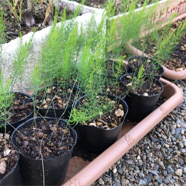 Cây giống măng tây xanh - Giống Nhật Bản