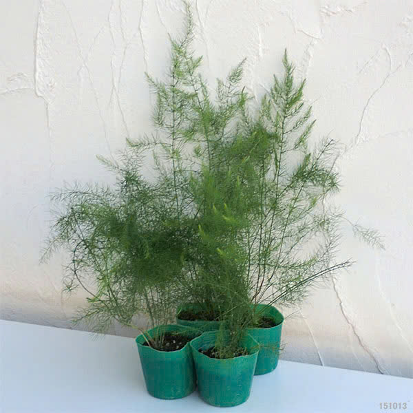 Giá thể ươm măng tây trộn sẵn