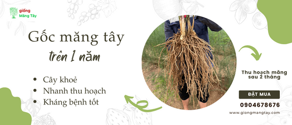 Banner gốc măng tây