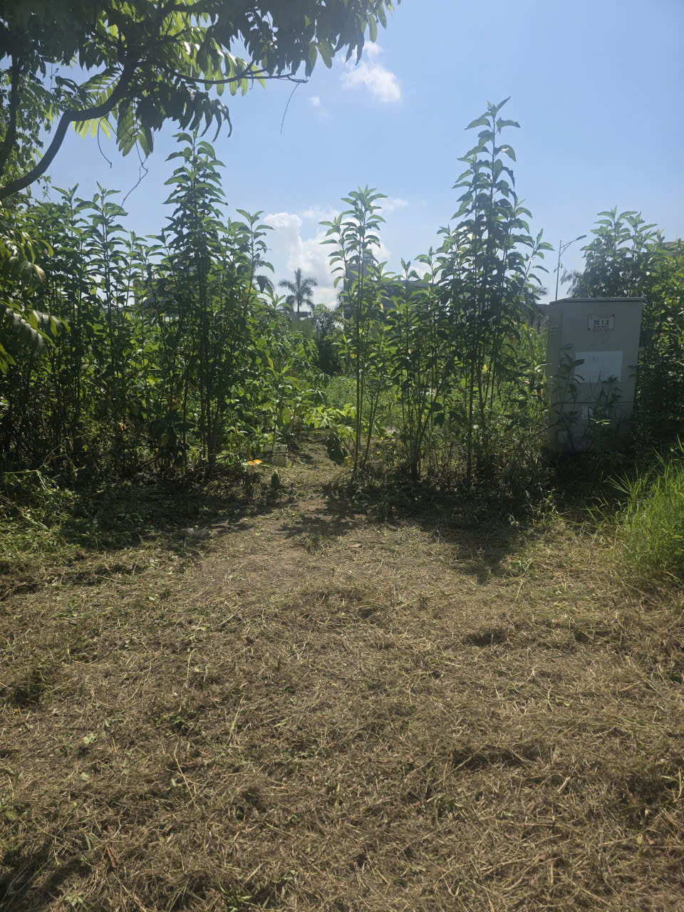 A555 - ô 15. Lk 10 - Quy hoạch hoa nhàn A - Phương Đông - yên Tử