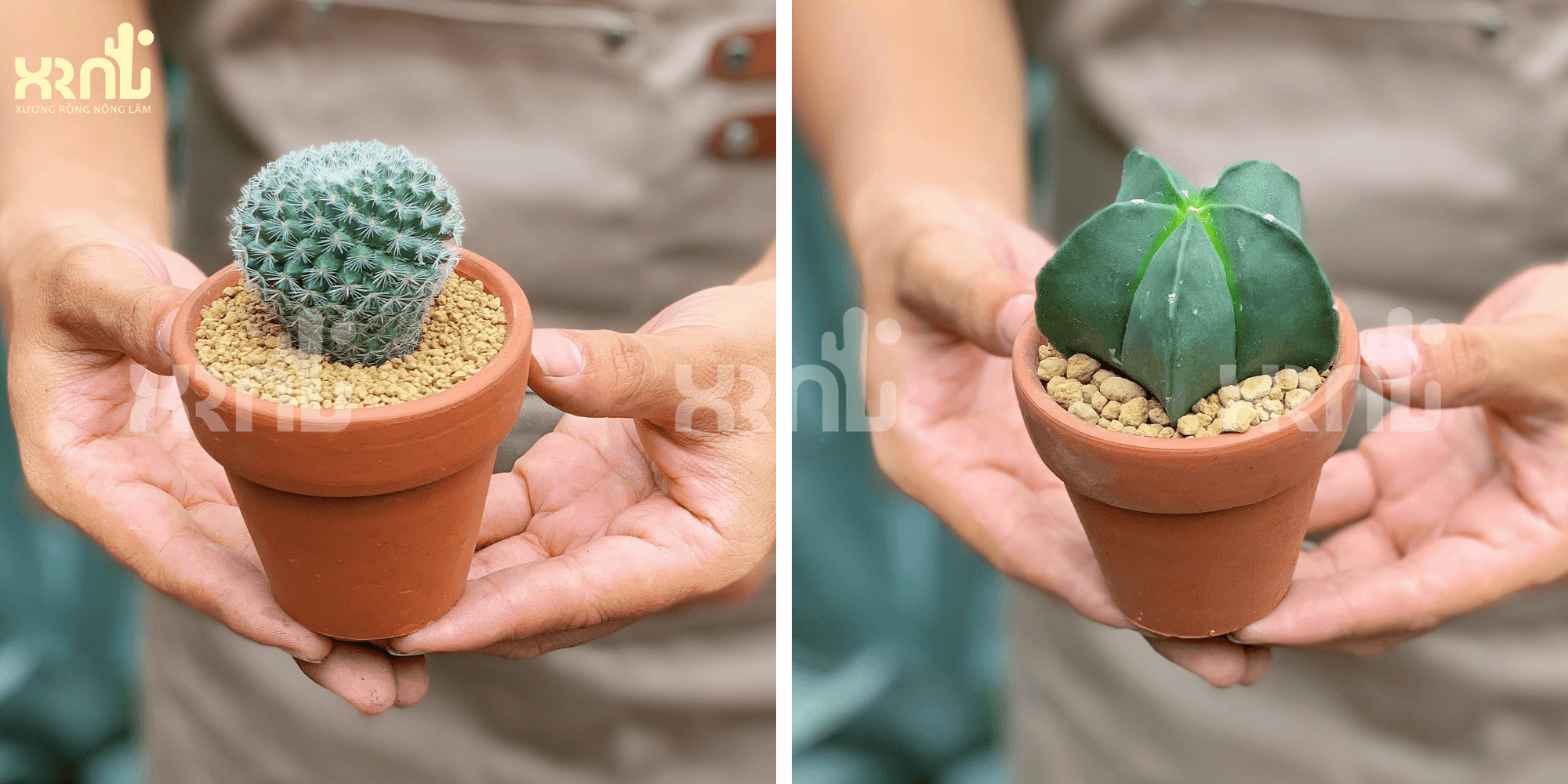 Chậu xương rồng để bàn 