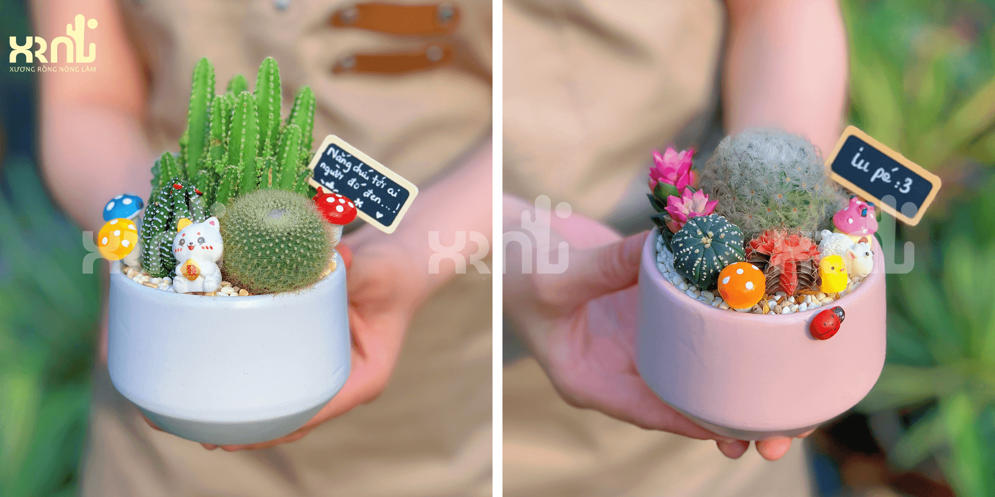 Chậu xương rồng mini