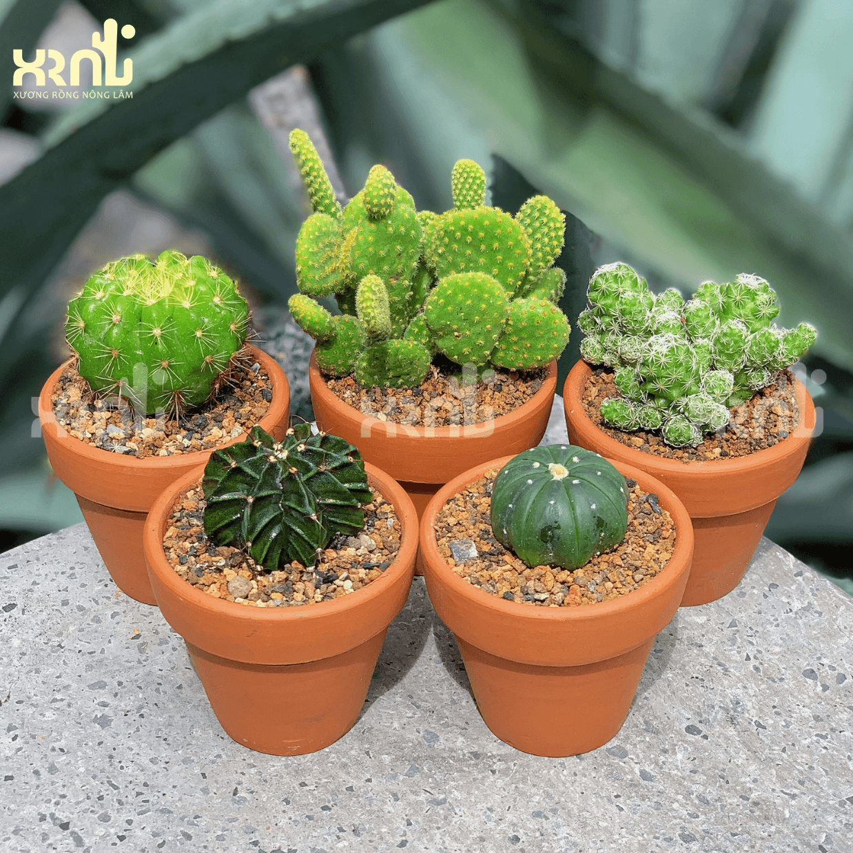 Chậu xương rồng mini