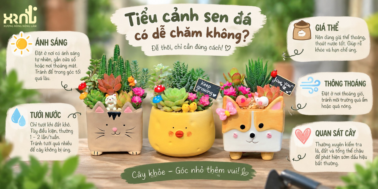 cach-cham-tieu-canh-sen-da