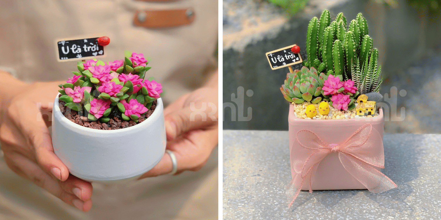 Tiểu cảnh sen đá mini phù hợp làm quà tặng