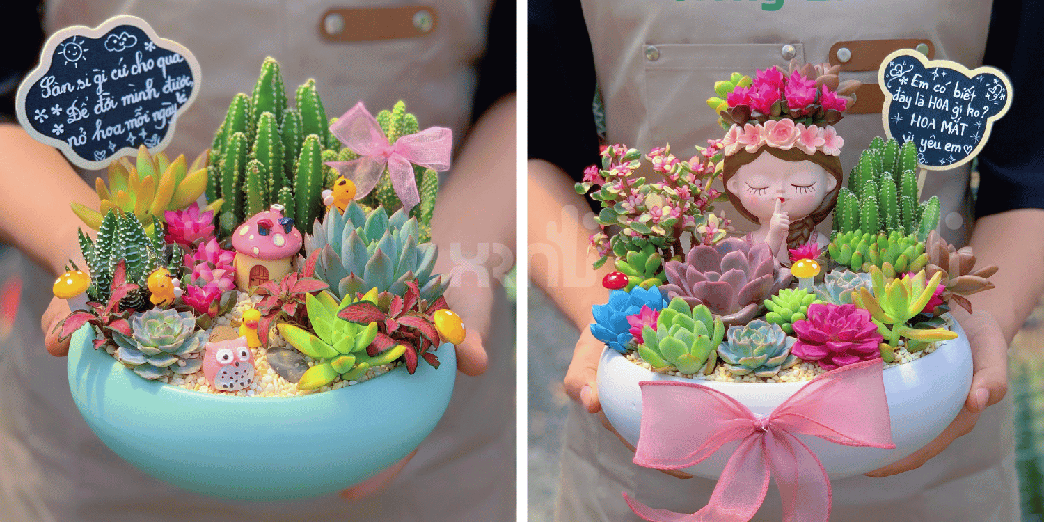 Tiểu cảnh sen đá có câu chuyện