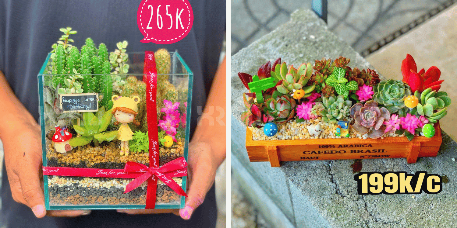 Chậu tiểu cảnh sen đá xương rồng mix trong chậu thuỷ tinh và chậu gỗ 