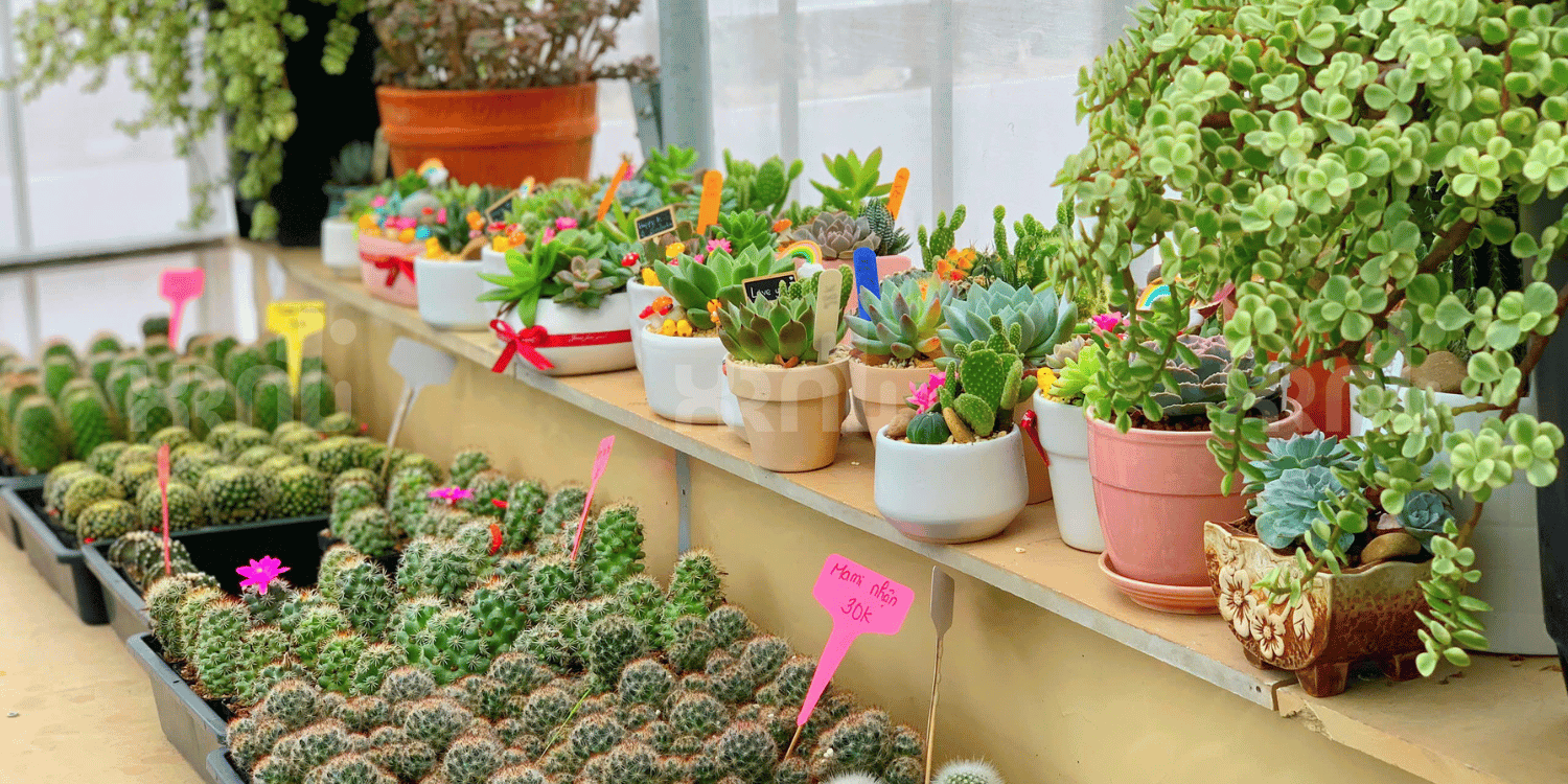 Cách chăm sóc tiểu cảnh sen đá