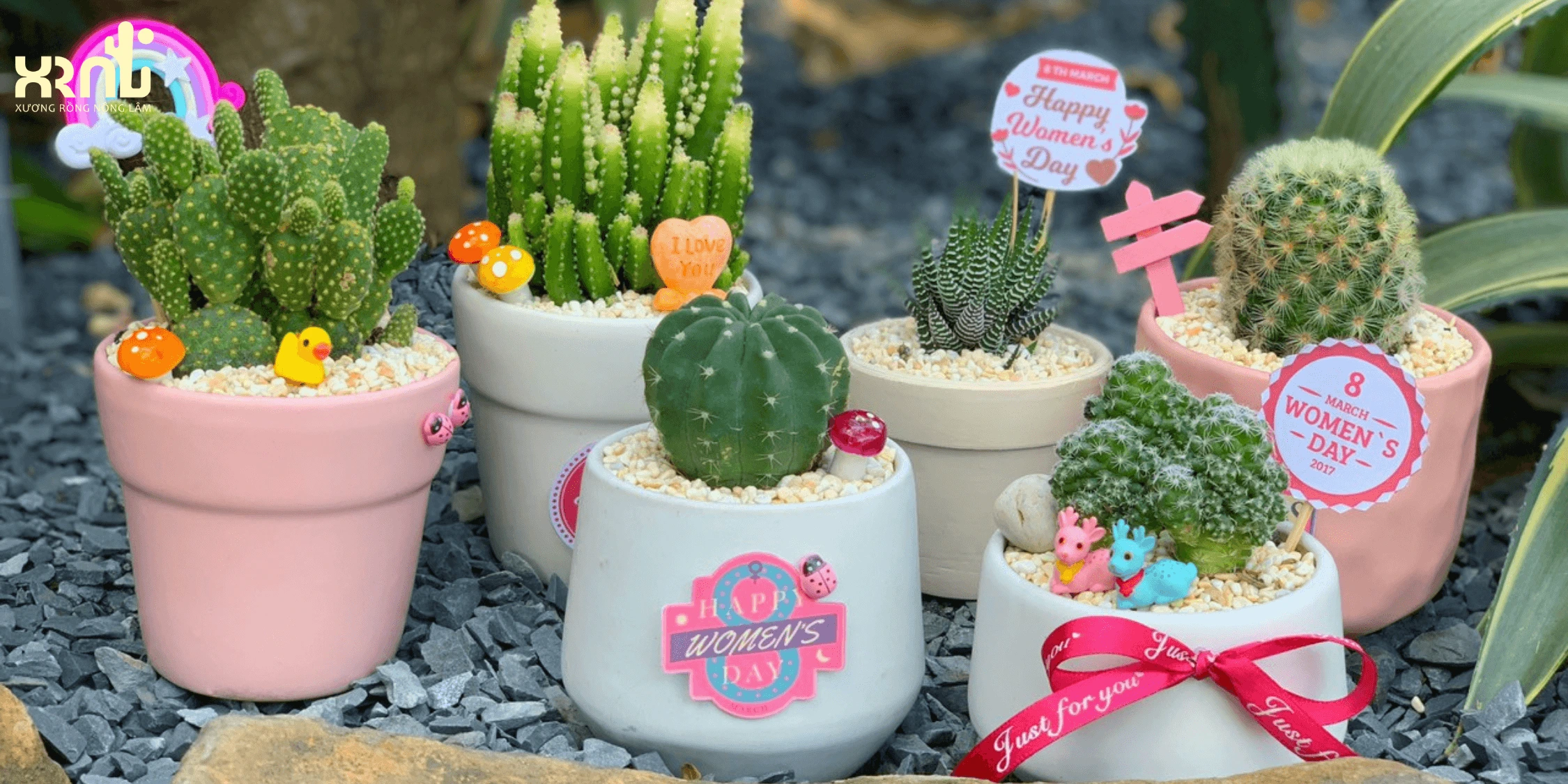 Tiểu cảnh sen đá uy tín ở Hồ Chí Minh