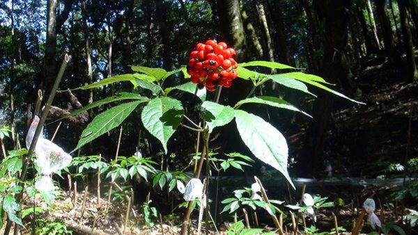 Lá sâm Ngọc Linh - Tác dụng tuyệt vời và cách sử dụng tốt nhất