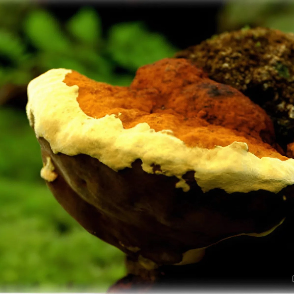 NẤM THƯỢNG HOÀNG: THỰC PHẨM VÀNG CHO SỨC KHỎE TOÀN DIỆN