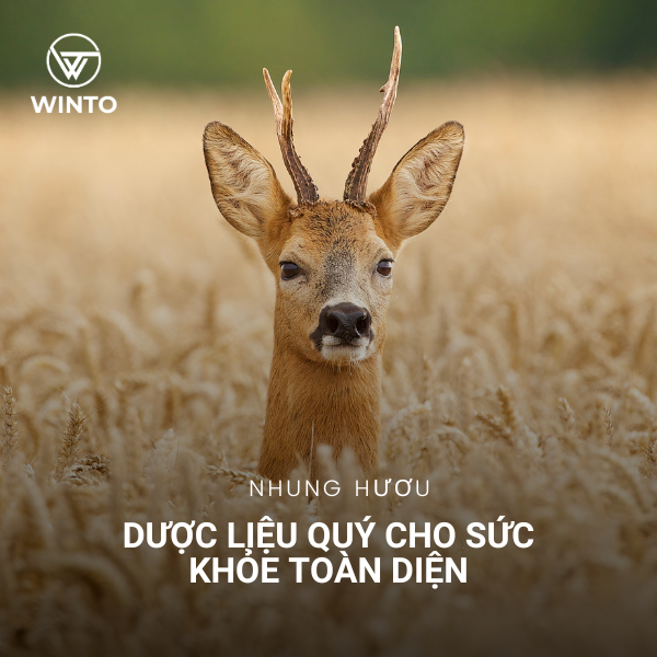 Nhung hươu có thật sự tốt? Hé lộ công dụng bất ngờ