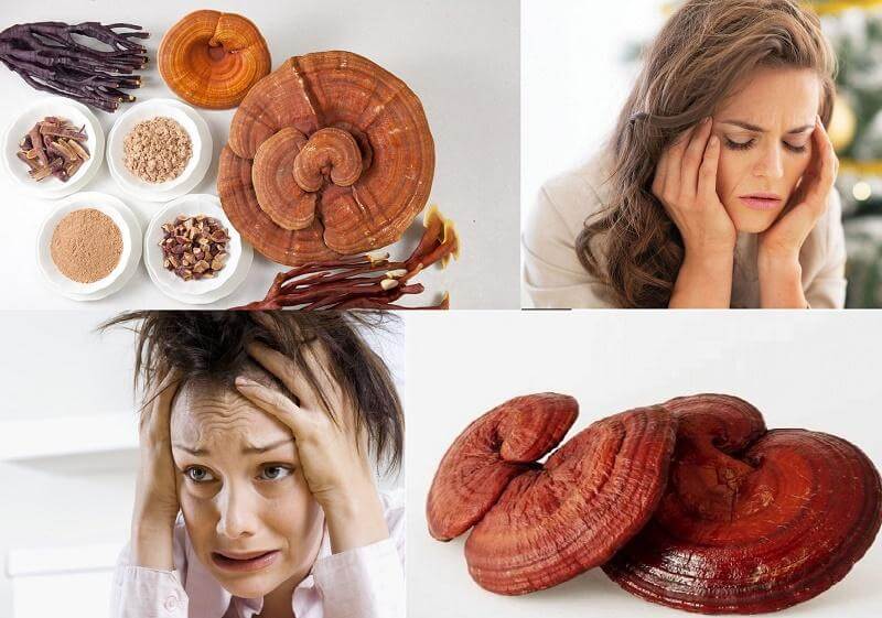 Nấm linh chi và 8 cây thuốc Nam chữa mất ngủ hiệu quả