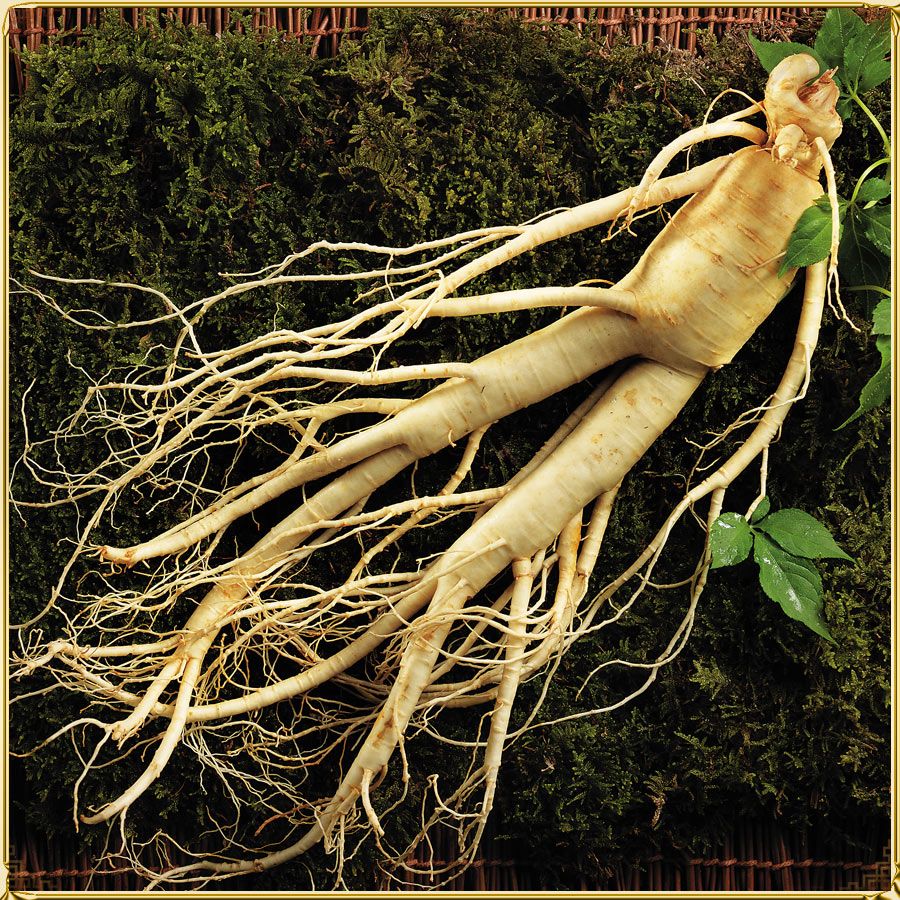 Sâm Hàn Quốc: Công dụng, cách dùng và đối tượng sử dụng 2021