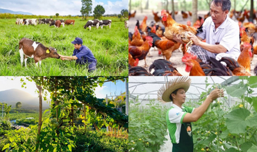 1.008128 Cấp Giấy chứng nhận đủ điều kiện chăn nuôi đối với chăn nuôi trang trại quy mô lớn