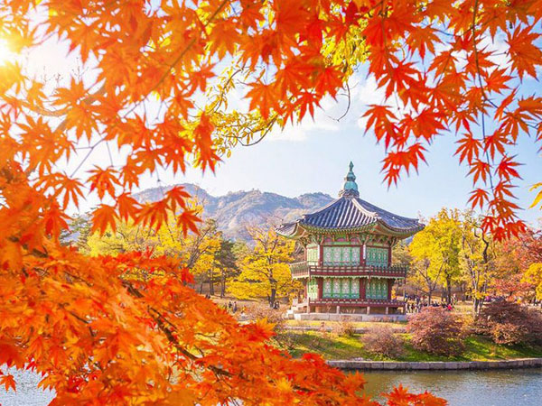 SEOUL - NAMI - EVERLAND BAY HÀNG KHÔNG HÀN QUỐC 5*