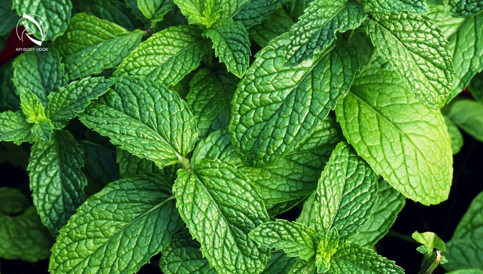 Applying mint leaves effectively eliminates underarm odor