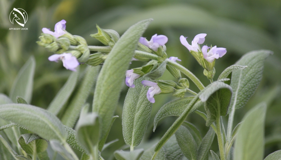 Effects of sage