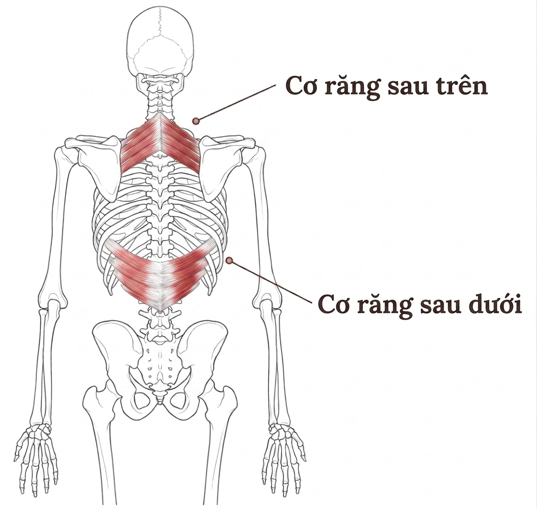 Các cơ răng sau