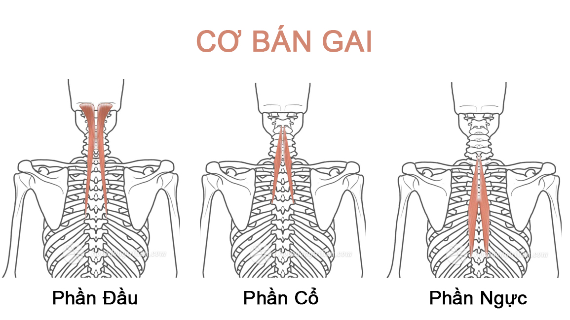 Cơ bán gai