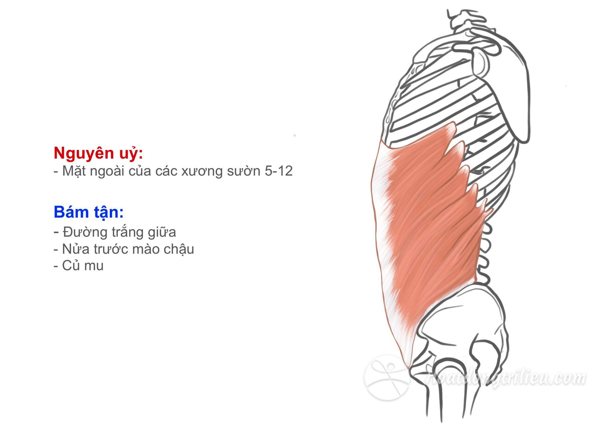 Cơ chéo bụng ngoài