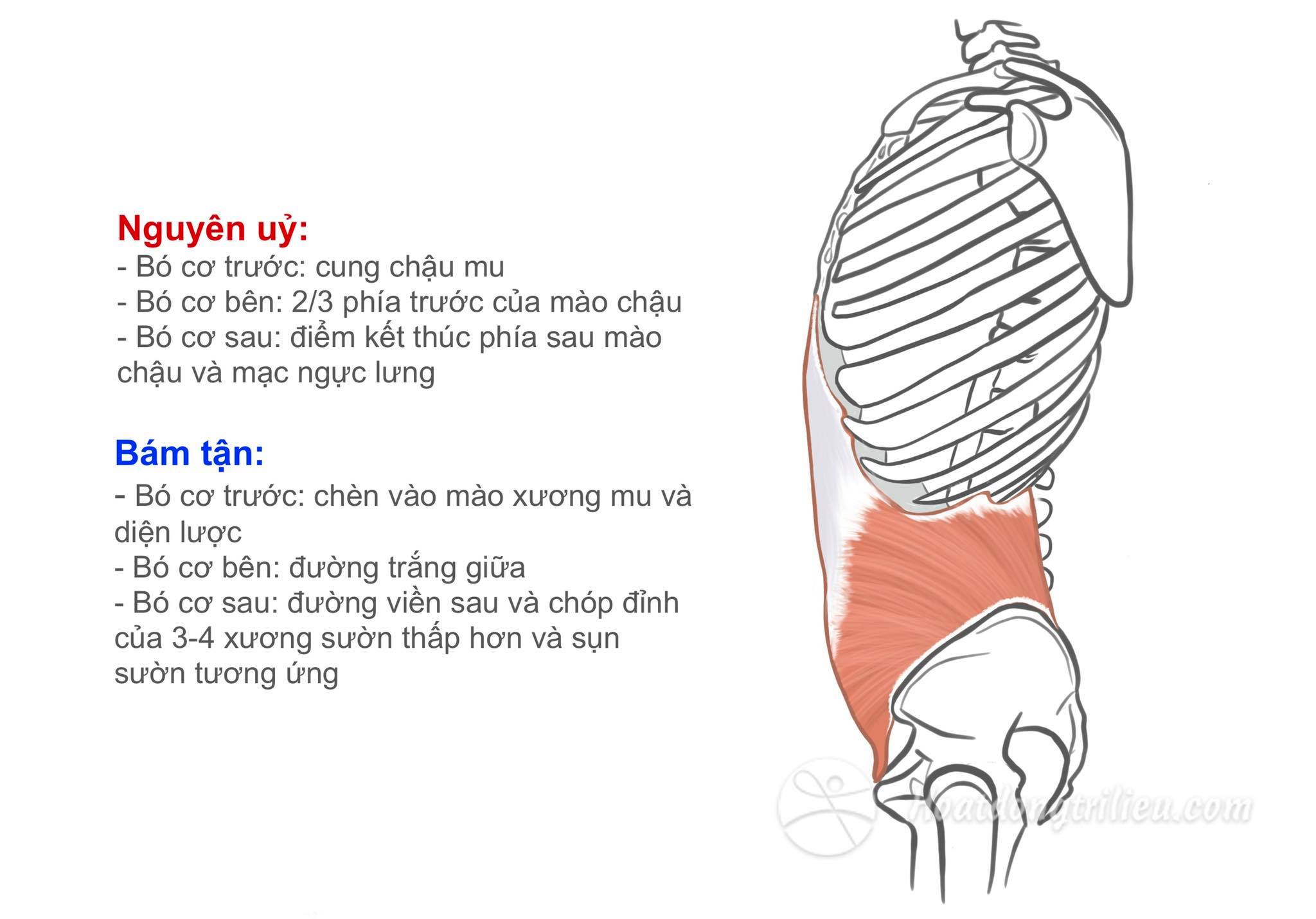 Cơ chéo bụng trong