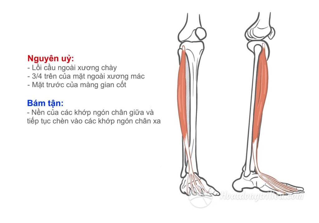 Cơ duỗi các ngón chân dài