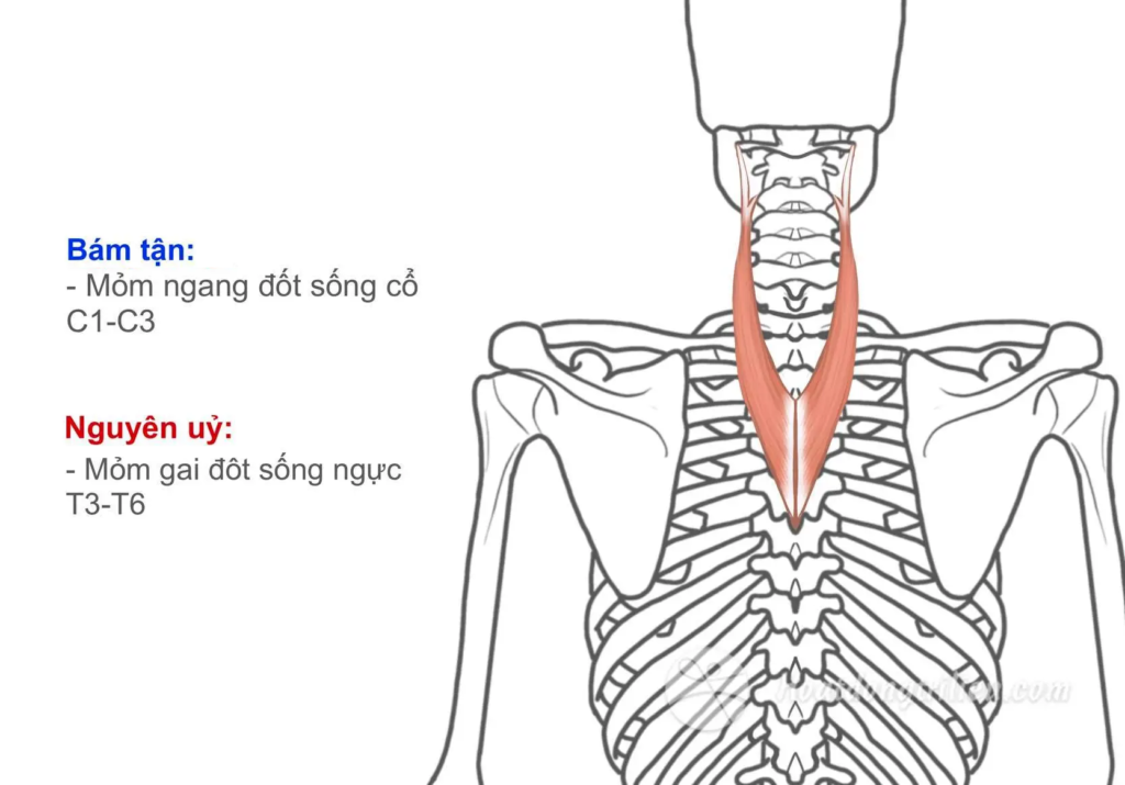 Cơ gối cổ