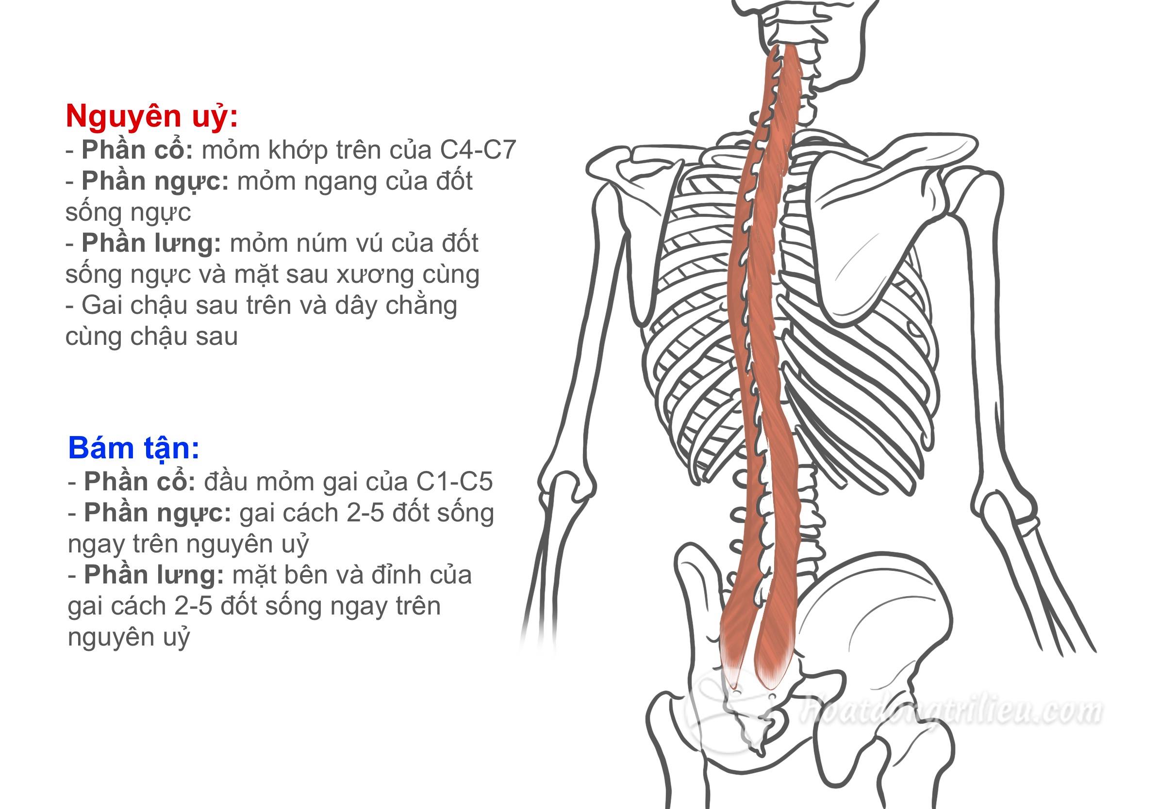 Cơ nhiều chân
