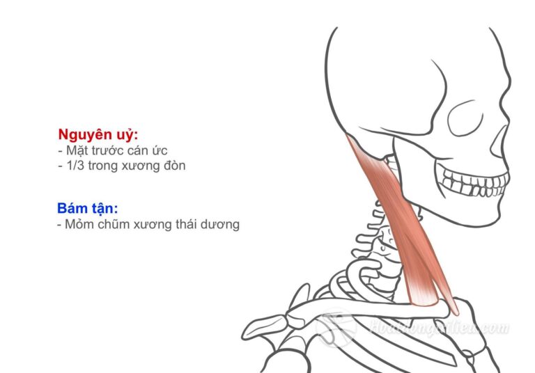 Cơ ức đòn chũm