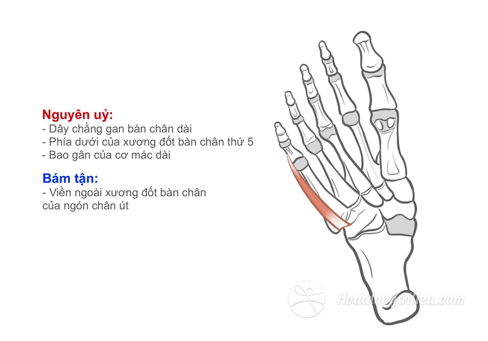 Cơ đối ngón chân út