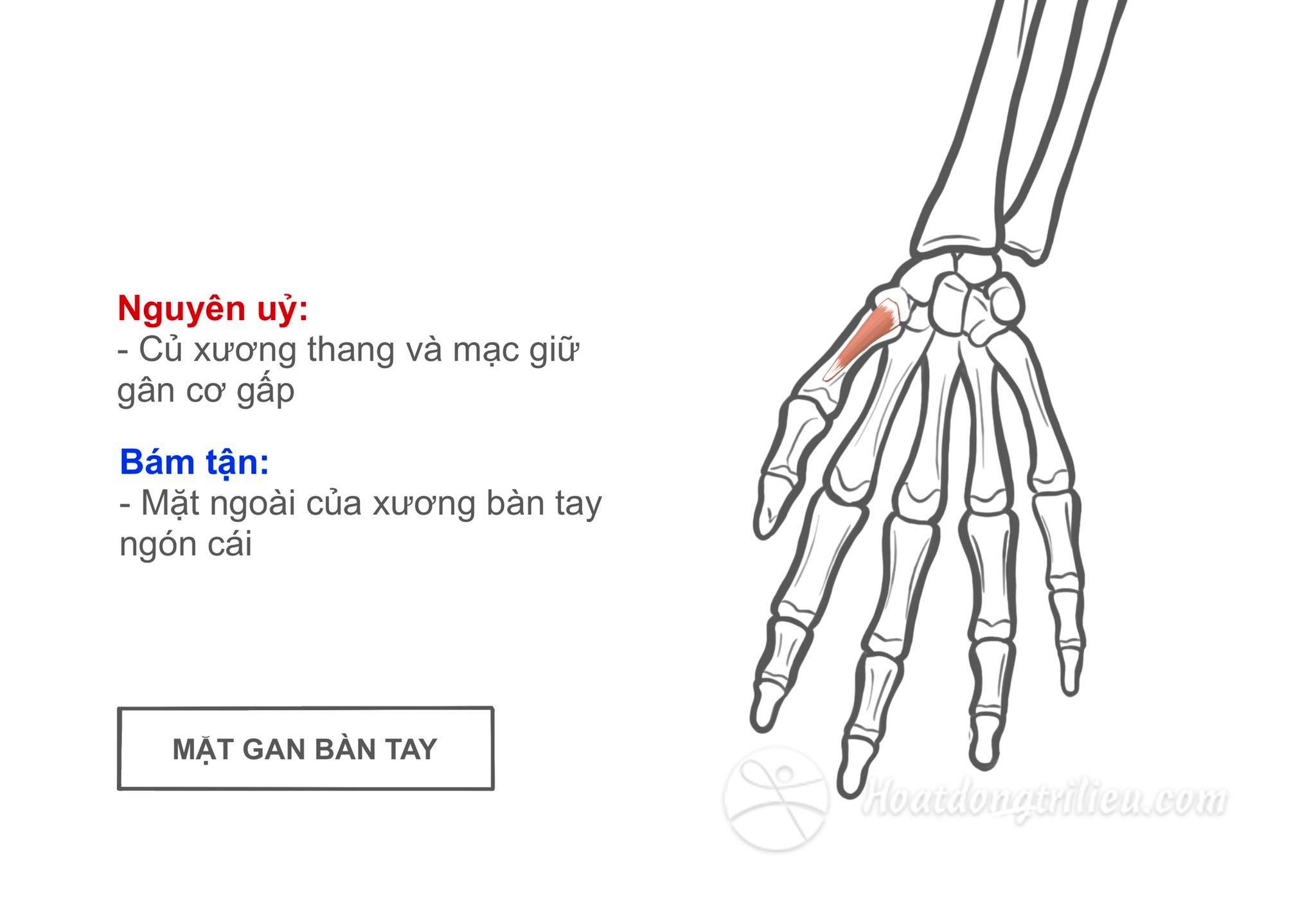 Cơ đối ngón cái
