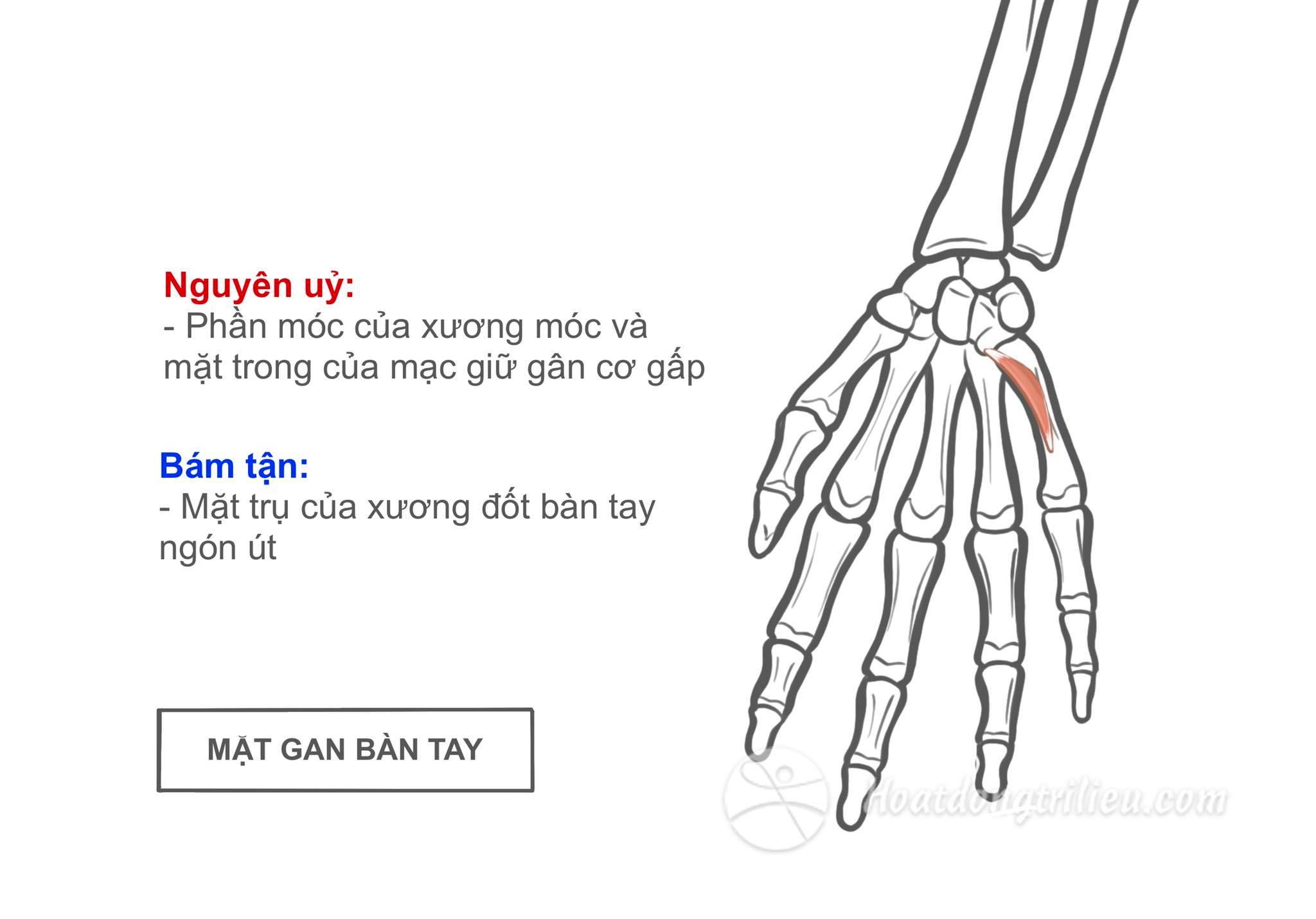 Cơ đối ngón tay út