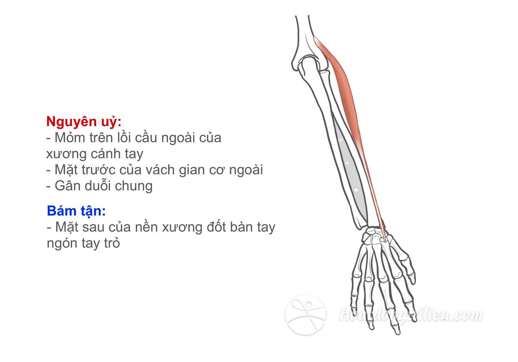 CƠ DUỖI CỔ TAY QUAY DÀI