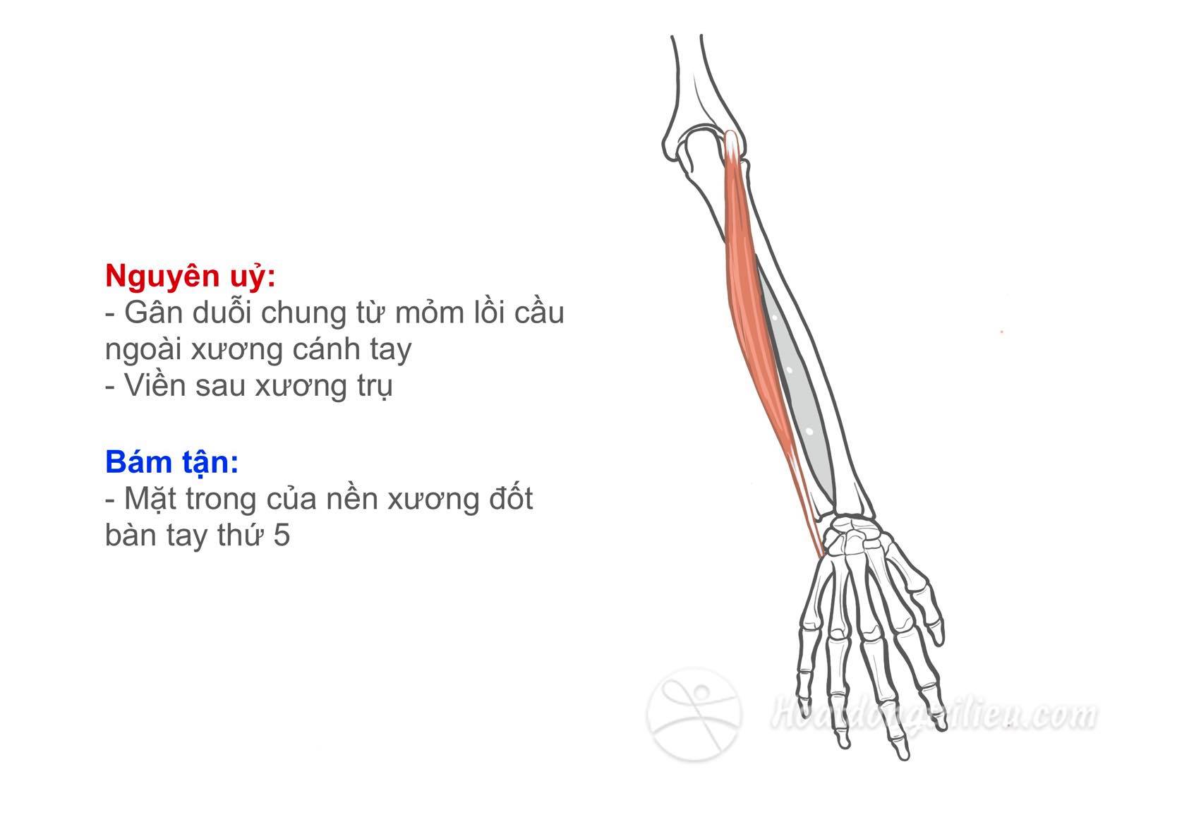 Cơ duỗi cổ tay trụ