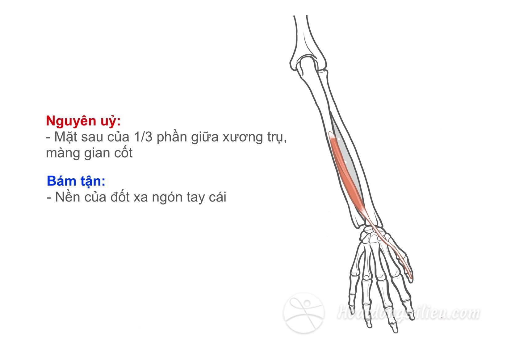 Cơ duỗi ngón tay cái dài