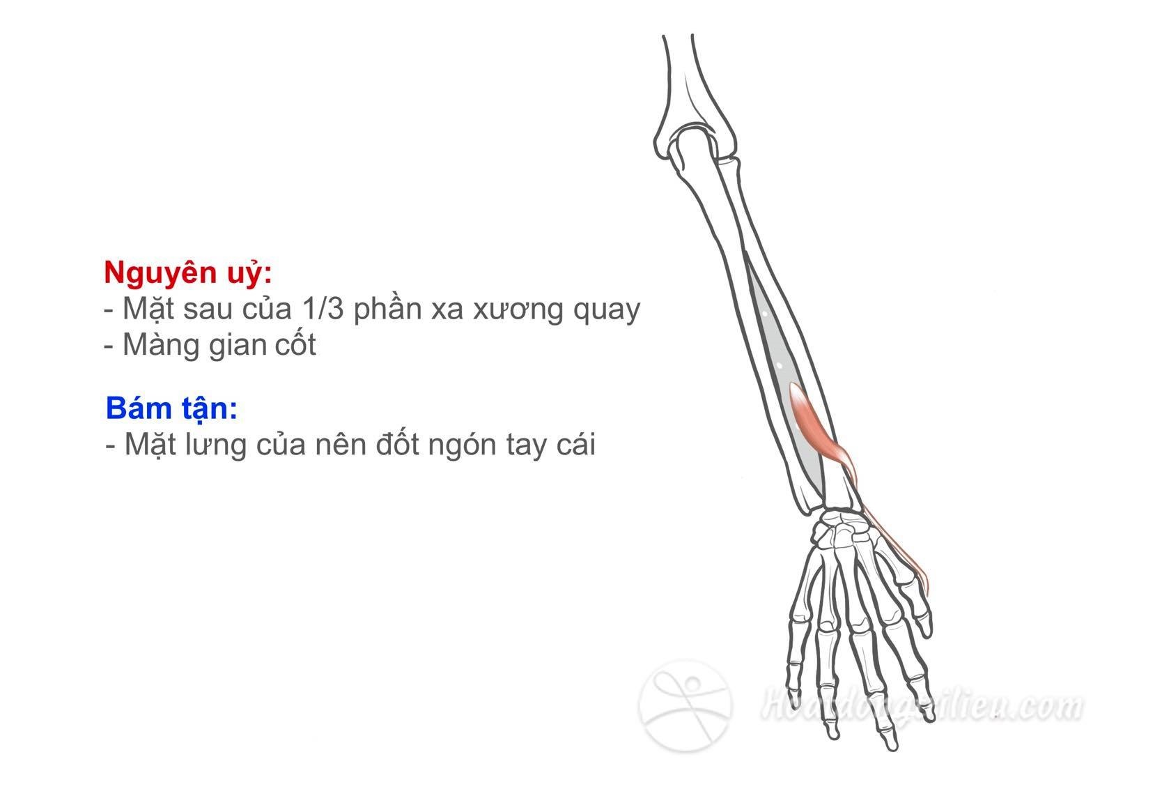 Cơ duỗi ngón tay cái ngắn