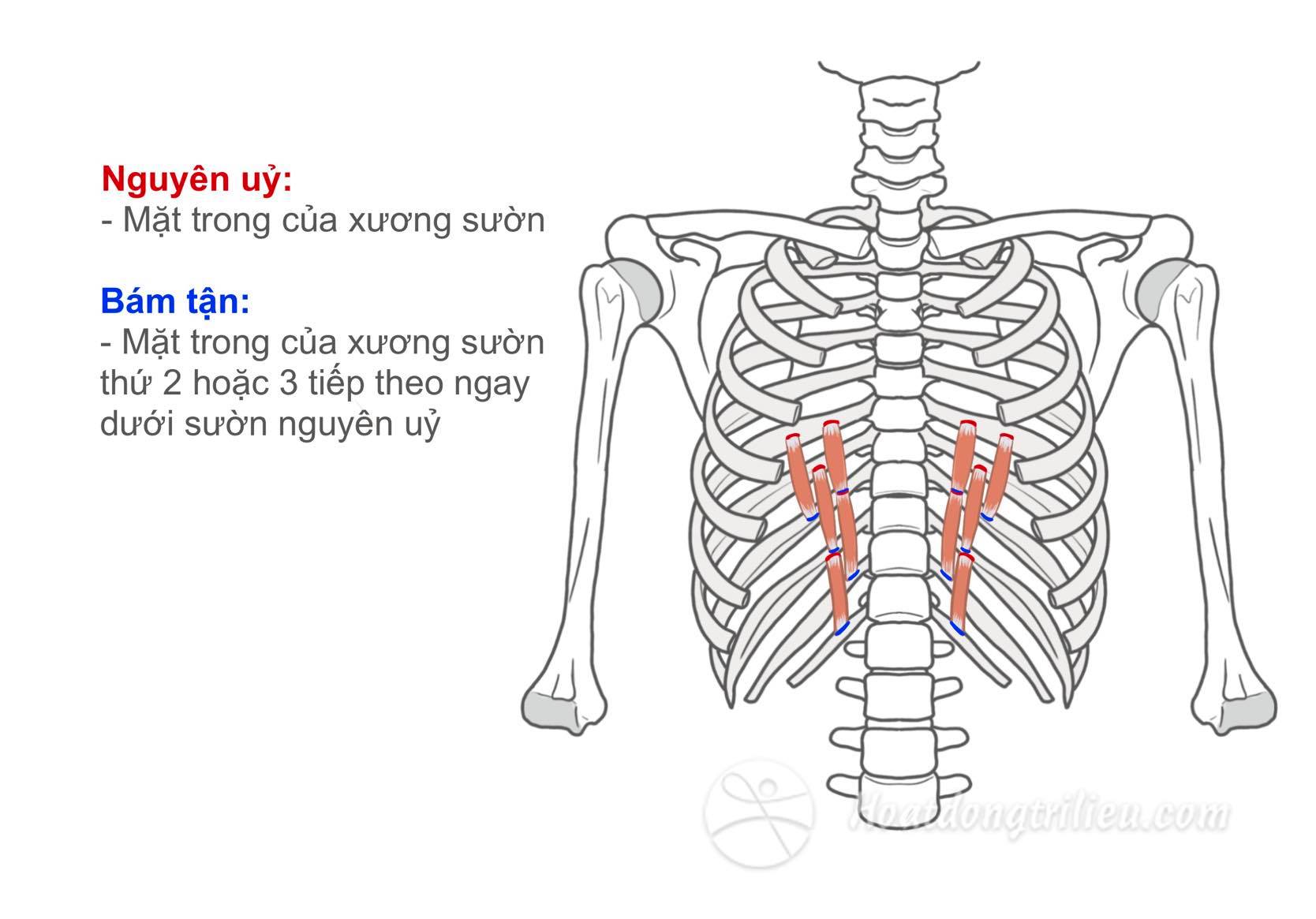 Cơ dưới sườn
