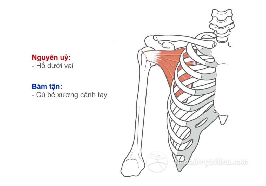 Cơ dưới vai