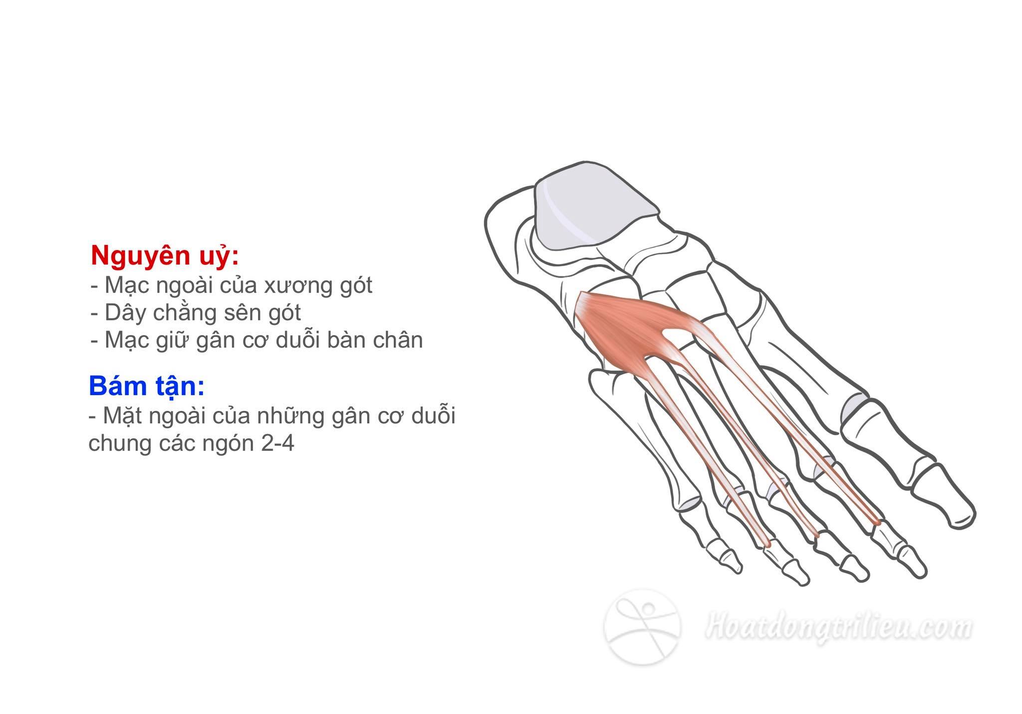 Cơ duỗi ngắn các ngón chân